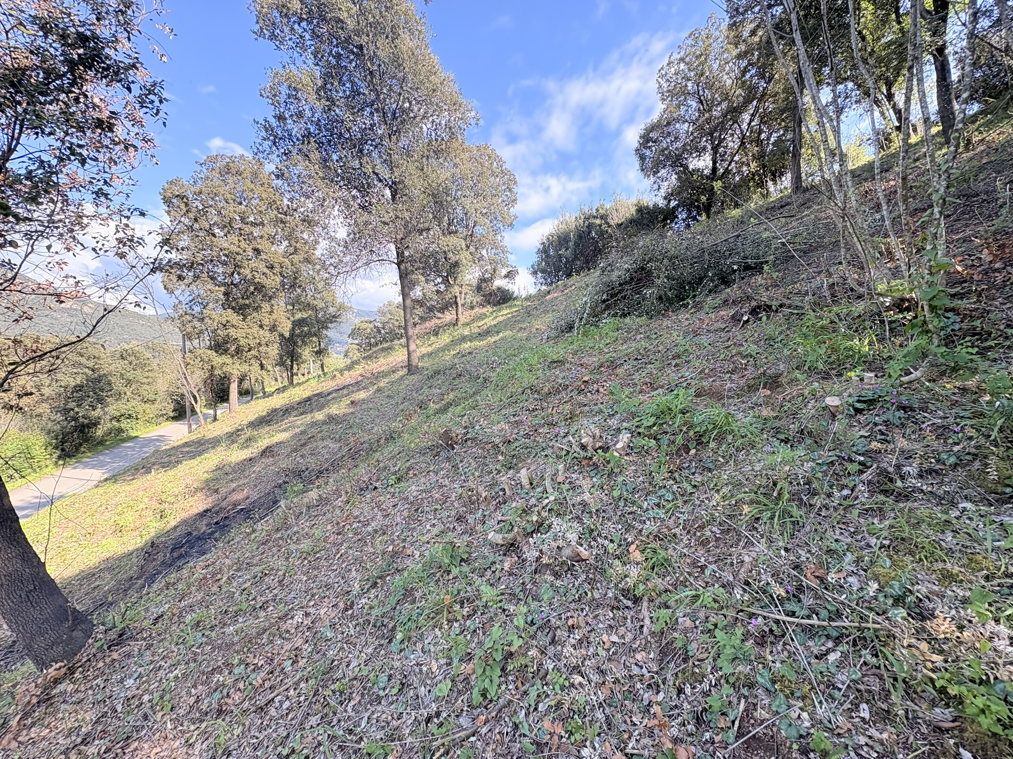Vente Terrain Casaglione